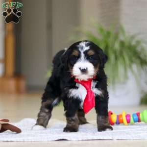 Chico, Mini Bernedoodle Puppy